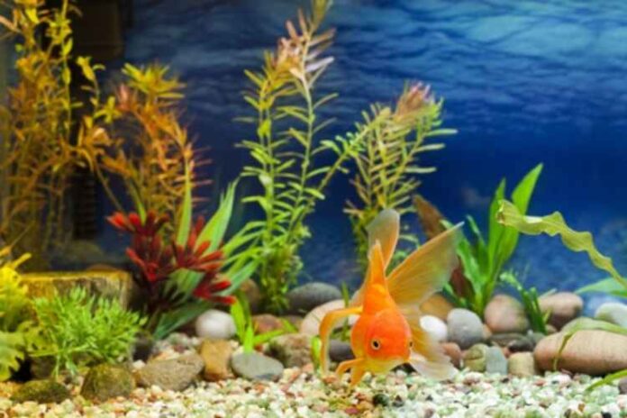 How to Make a Natural Fish Tank