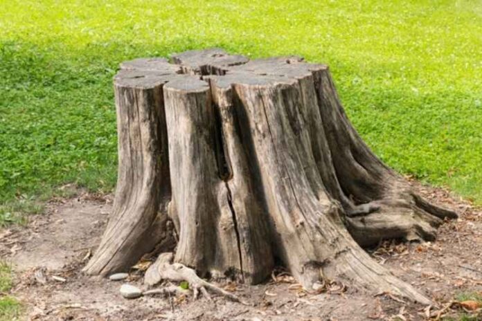 What Are the Easiest Methods for Stump Clearance