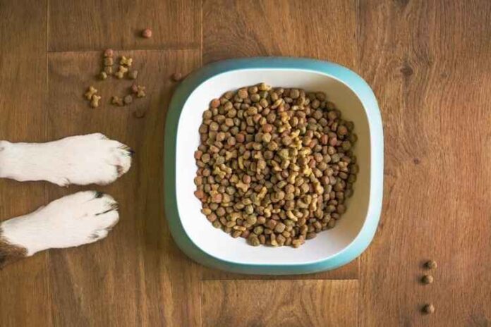 Are Salmon and Rice Formula Dry Dog Foods Good for Your Little One