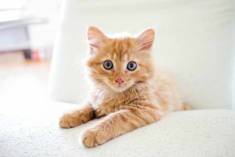 what we call cat in arabic
