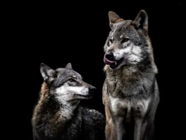 Alpha Wolves Myth, Meaning, and the Truth Behind the Theory